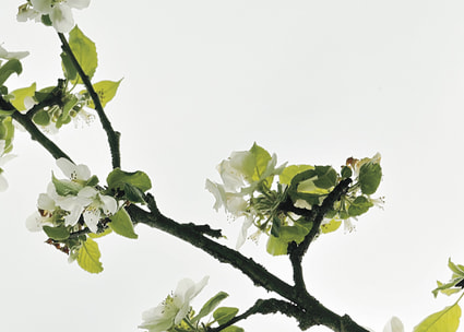 Zweig mit weissen Blüten Ramo di fiori